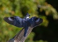 A Belted Kingfisher flying up to a post in Canada Royalty Free Stock Photo