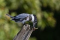 A Belted Kingfisher with a freshly caught fish from atop a post in Canada Royalty Free Stock Photo