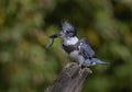 A Belted Kingfisher with a freshly caught fish from atop a post in Canada Royalty Free Stock Photo