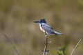Belted kingfisher, megaceryle alcyon Royalty Free Stock Photo