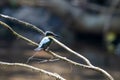 Belted kingfisher, Megaceryle alcyon, on a branch over a river Royalty Free Stock Photo