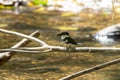 Belted kingfisher, Megaceryle alcyon, on a branch over a river Royalty Free Stock Photo