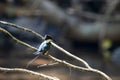 Belted kingfisher, Megaceryle alcyon, on a branch over a river Royalty Free Stock Photo