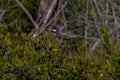 Belted Kingfisher Megaceryle Alcyon Royalty Free Stock Photo