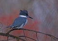 Belted Kingfisher (Megaceryle alcyon) female Royalty Free Stock Photo