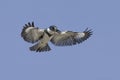 Belted Kingfisher (Megaceryle alcyon) in flight Royalty Free Stock Photo