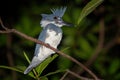 Belted Kingfisher - Megaceryle alcyon large, conspicuous water kingfisher, found in the northern United States and Canada,