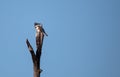 Belted Kingfisher Megaceryle alcyon perches high up in a tree Royalty Free Stock Photo