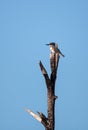 Belted Kingfisher Megaceryle alcyon perches high up in a tree