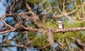 Belted Kingfisher Megaceryle alcyon perches high up in a tree Royalty Free Stock Photo