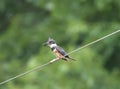 Belted Kingfisher perched on wire Megaceryle alcyon Royalty Free Stock Photo