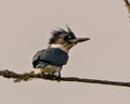 Belted Kingfisher Photo and Image. Kingfisher close-up rear view perched on a moss branch with a grey sky background in its