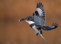 A Belted Kingfisher Portrait Royalty Free Stock Photo