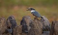 Belted Kingfisher Portrait Royalty Free Stock Photo