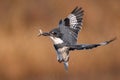 A Belted Kingfisher Portrait Royalty Free Stock Photo