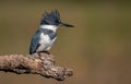 Belted Kingfisher Portrait Royalty Free Stock Photo