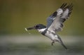 Belted Kingfisher Portrait Royalty Free Stock Photo