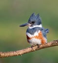 Belted Kingfisher Portrait Royalty Free Stock Photo