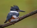 Belted Kingfisher Portrait Royalty Free Stock Photo