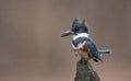 A Belted Kingfisher Portrait Royalty Free Stock Photo