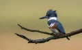 A Belted Kingfisher Portrait Royalty Free Stock Photo