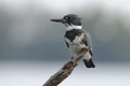 Belted Kingfisher Royalty Free Stock Photo