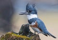 Belted Kingfisher in the Rain Royalty Free Stock Photo