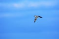A belted kingfisher sprints above the island marsh on a search for food Royalty Free Stock Photo
