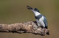A Belted Kingfisher in Florida Royalty Free Stock Photo