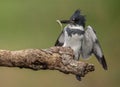 A Belted Kingfisher in Florida Royalty Free Stock Photo