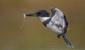 A Belted Kingfisher in Florida Royalty Free Stock Photo