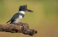 A Belted Kingfisher in Florida Royalty Free Stock Photo