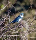 Belted kingfisher of west coast Florida Royalty Free Stock Photo