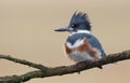 Belted Kingfisher