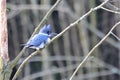 Standing on a branch, male belted looking for fish in creek. Royalty Free Stock Photo