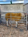 Beltex heavily muscled domestic sheep in pen