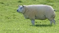 Beltex Sheep eating grass through a gate in field Royalty Free Stock Photo