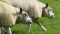 Beltex Sheep eating grass through a gate in field