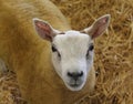 Beltex Sheep Farm Animal. Royalty Free Stock Photo