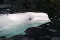 Beluga