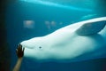 Beluga and child in Chicago Aquarium