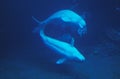 BELUGA delphinapterus leucas Royalty Free Stock Photo