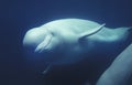 BELUGA delphinapterus leucas Royalty Free Stock Photo