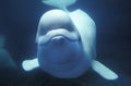 BELUGA delphinapterus leucas Royalty Free Stock Photo