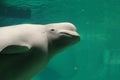 Beluga - Delphinapterus leucas Royalty Free Stock Photo