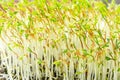 Sprouted Beluga lentils, microgreens of Indianhead lentils