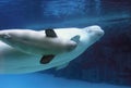 A Beluga Mothers Love Royalty Free Stock Photo