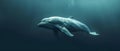 Beluga\'s Serene Dance: An Underwater Ballet in Silence. Concept Underwater photography, Beluga