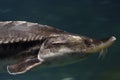 Beluga Sturgeon