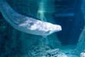 Beluga swimming in the oceanographic aquarium Royalty Free Stock Photo